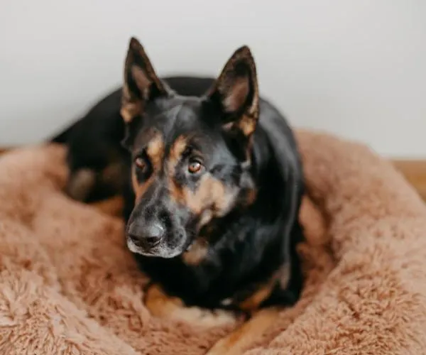 Апартаменты Fjell